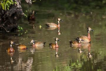 Small group of White faced Whistling-Duck swimming in water with reflection in Kruger National park, South Africa ; Specie Dendrocygna viduata family of Anatidae