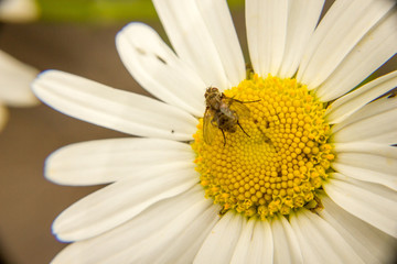 Obraz premium Close-up of a daisy flower