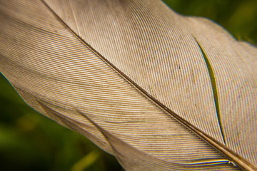 Close-up of a bird's feather