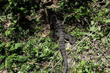 lizard on a rock