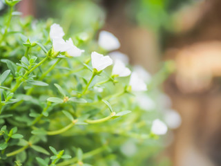 Abstract nature background of white flowers bush and blurry background.