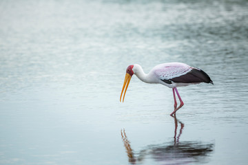Yellow-Billed stork wading and eating in Kruger National park, South Africa ; Specie Mycteria ibis family of Ciconiidae