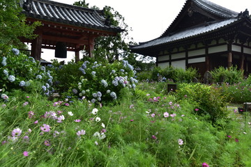 同時に咲く日本の寺のアジサイとコスモス