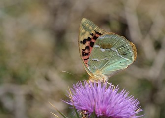 Mediterranean Fritillary or Cardinal Fritillary (Argynnis pandora), Crete