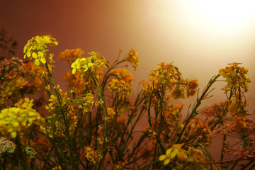 Obraz premium Floral background. yellow Golden white rustic field flowers interlacing curly little flowers sun sunset sunrise