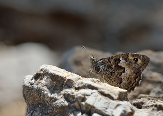 Hipparchia (Parahipparchia) cretica (Cretan Grayling), Crete