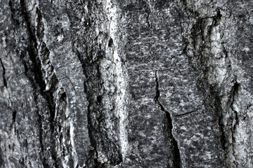 Texture wood tree nature barks nature resort background