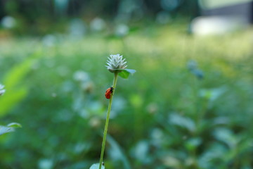 Obraz premium Ladybugs in the closeup of white clover flowers, in the garden of wildflowers during the day so the light is very loud