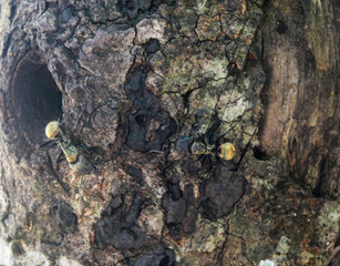 Dangerous ant walking at the old tree