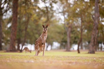Cute Australian Kangaroo