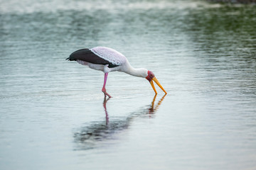 Yellow-Billed stork wading and eating in Kruger National park, South Africa ; Specie Mycteria ibis family of Ciconiidae