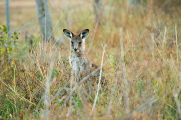 Cute Australian Kangaroo