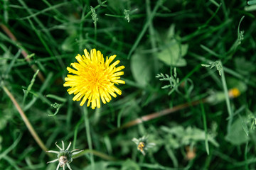 Blooming dandelions in spring field.