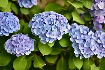 同時に咲く日本の寺のアジサイとコスモス