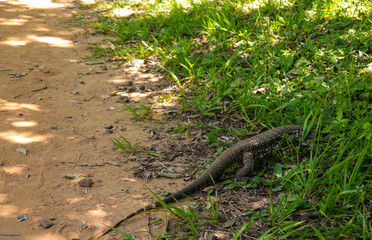 Giant lizard monitor reptile walking in the jungle
