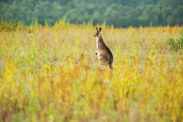 Cute Australian Kangaroo