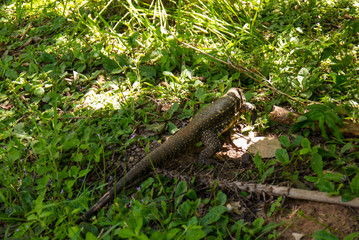 Giant lizard monitor reptile walking in the jungle
