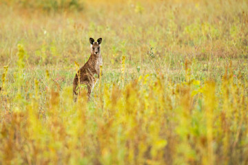 Cute Australian Kangaroo