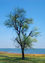 Obraz premium The Lonely Tree at the Shore