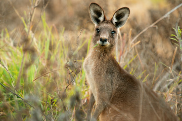 Cute Australian Kangaroo