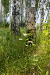 White Daisy close-up in nature. Forest.
