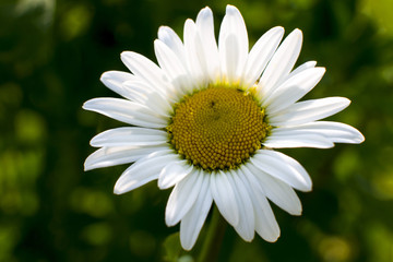 Fototapeta premium White Daisy close-up in nature. Forest.