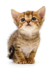 Small brown kitten.