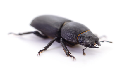 Bug (Oryctes Nasicornis).