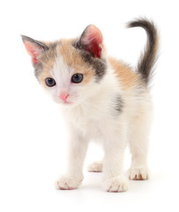 Obraz premium Small brown kitten.