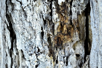 Texture wood tree nature barks nature resort background