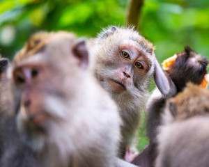 Macaque monkeys at Ubud Monkey Forest in Bali, Indonesia. One of them looking straight at the camera.