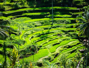 Tegalalang rice terraces beautiful rice paddies in Bali, Indonesia