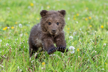 Brown bear cub playing on the summer field