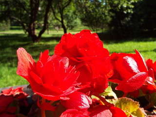 red begonia in the Park