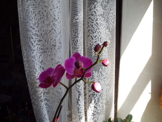 Orchid flower at the window