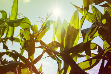Organic greenhouse. High corn stalks growing in the field