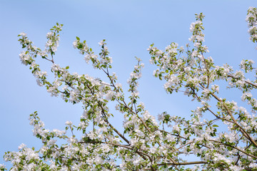 Apple tree branches with pink flowers and buds on the blue sky background