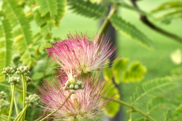 wild thistle flower