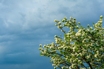 Blossoming branches of a pear tree with young green leaves against the backdrop of a stormy sky in the corner of the frame, copy space