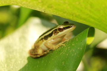 Yellow cricket treefrog on a green leaf. 