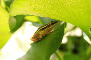 Yellow cricket treefrog on a green leaf. 