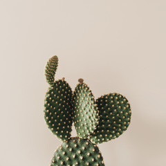 Closeup of cactus on beige background.