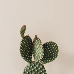 Foto op Aluminium Cactus Close-up van cactus op beige achtergrond.