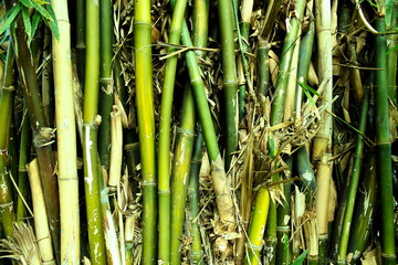 Bamboo canes forest by jungle