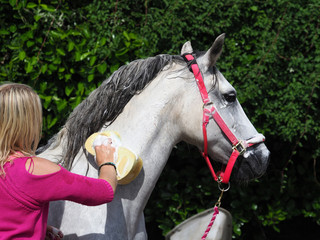Bathing a Horse