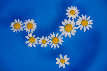 Chamomile fresh flowers floating on clear water surface