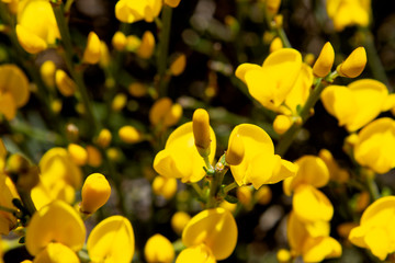 Detail colorful and intensive of yellow flowers broom of bloom, defuse background of darkness broom. Texture in yellow.