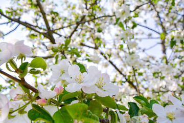 Close up Apple tree branch with white flowers