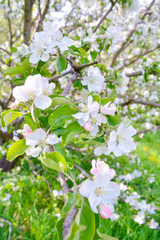 Obraz na płótnie Canvas Close up Apple tree branch with white flowers