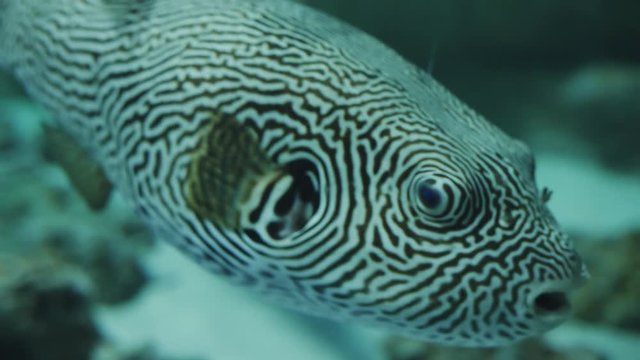 The big fish pattern on the body similar to a QR Code floating in the aquarium.